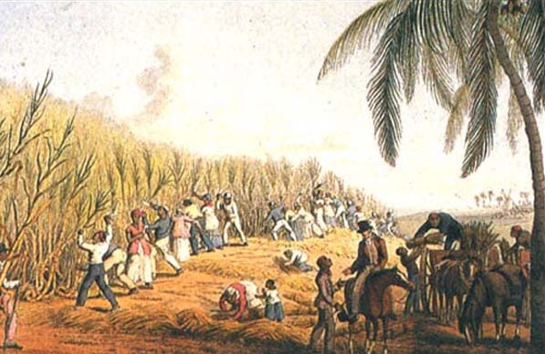 een suikerplantage in het Caribisch gebied