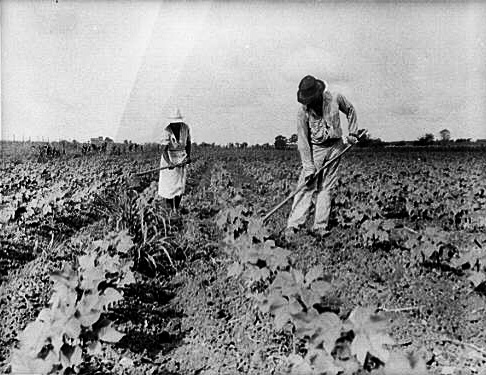 sharecropping